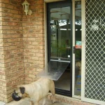 What are the top benefits of Glass Pet Doors in Perth Homes